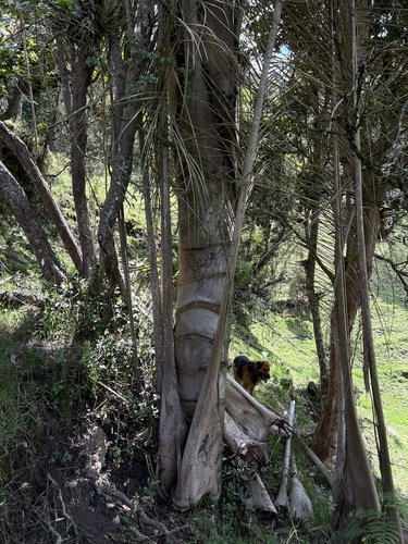 Ceroxylon quindiuense