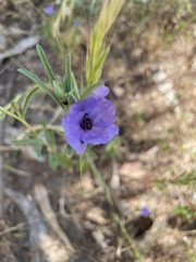 Clarkia tenella