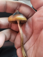 Psilocybe azurescens