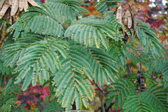 Albizia julibrissin