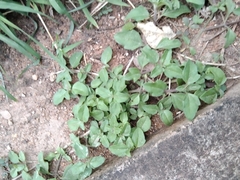 Amaranthus deflexus