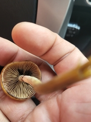 Psilocybe azurescens