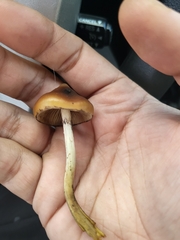Psilocybe azurescens