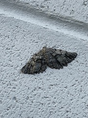 Cymatophora approximaria