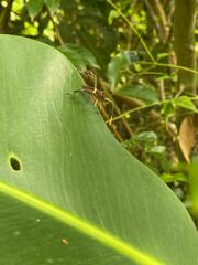 Coreoidea