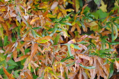 Quercus phellos