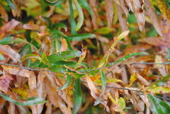 Quercus phellos