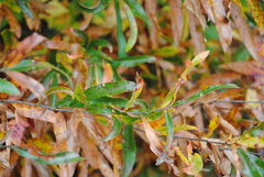 Quercus phellos