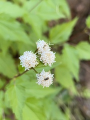 Ageratina glechonophylla