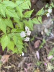 Ageratina glechonophylla