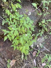 Ageratina glechonophylla