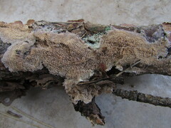 Trichaptum fuscoviolaceum