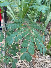 Pseudosamanea guachapele