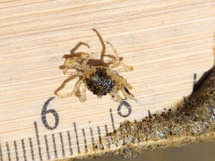 Halicarcinus