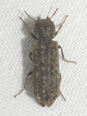 Lichenophanes bicornis