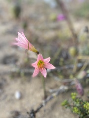 Zephyranthes advena
