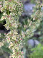 Rumex pulcher