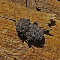 Phloeodes diabolicus