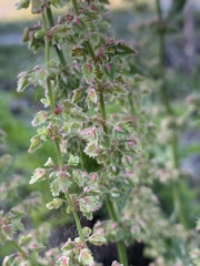 Rumex pulcher