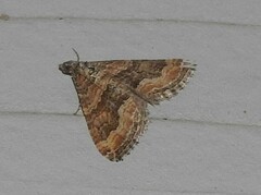 Perizoma custodiata