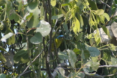 Chlorophonia elegantissima