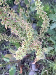 Rumex pulcher
