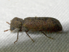 Lichenophanes bicornis