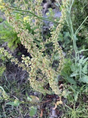 Rumex pulcher