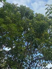 Erythrina poeppigiana