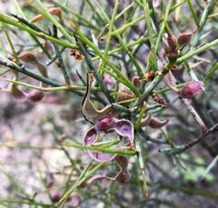 Acacia spinescens