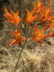 Alstroemeria ligtu
