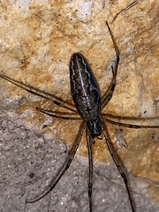 Tetragnatha laboriosa