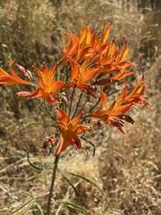 Alstroemeria ligtu