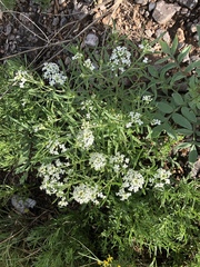 Lepidium alyssoides