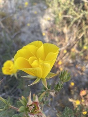 Balbisia