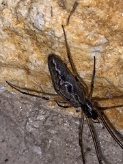 Tetragnatha laboriosa