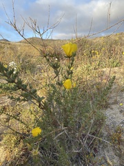Balbisia