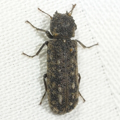 Lichenophanes bicornis