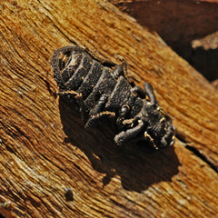 Phloeodes diabolicus