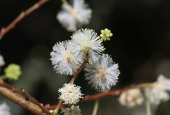 Acacia binervata