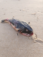 Amblyrhynchote honckenii