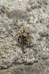 Trite auricoma