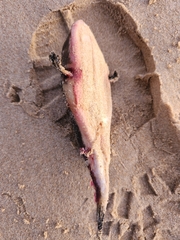 Amblyrhynchote honckenii