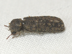 Lichenophanes bicornis