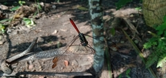Lathrecista asiatica