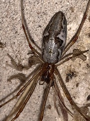 Tetragnatha laboriosa