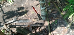 Lathrecista asiatica