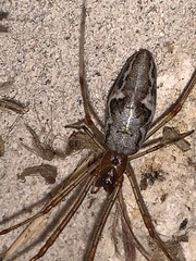 Tetragnatha laboriosa