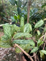 Aglaonema