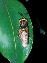 Hoplitimyia